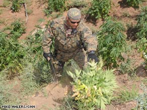 Authorities uncovered more than $1 billion worth of pot plants in Sequoia National Forest this week.