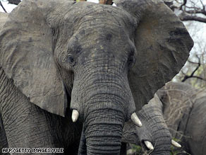 The U.S. Fish and Wildlife Service seized these ivory products during its smuggling investigation.