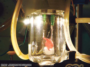 A rat heart fused with rat cells incubates in a bioreactor at the University of Minnesota.
