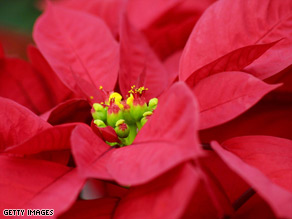 Poinsettias are not as toxic as you might think, a new report says, although they may cause skin irritation.