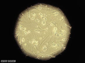 Embryonic stem cells seen pictured through a microscope viewfinder in a laboratory.