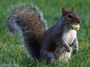 Does this small creature terrify you? You might have sciurophobia - the fear of squirrels.