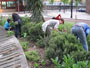 Guerrilla gardeners 