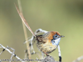 According to the IUCN Red List, the Mallee Emuwren is undergoing a rapid population decline.