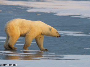 Climate change has impacted on the habitat of many animals, including the polar bear.