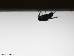 Quick-witted flies can 'detect swatter threat' 