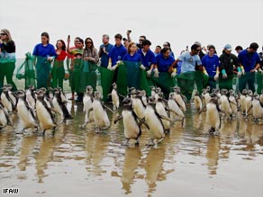 Almost 400 lost Magellanic penguins march back to the sea after being rescued by animal-welfare groups.