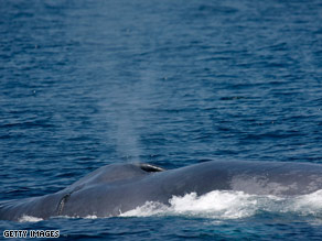 The Supreme Court is weighing whether the Navy does enough to protect whales from undersea sonar tests.
