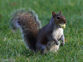 Some scientists fear a mysterious shortage of acorns this fall in the eastern U.S. will affect squirrels.