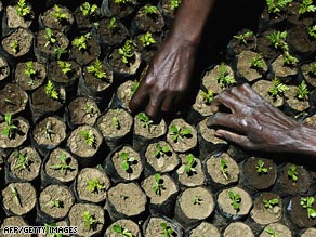 Tree planting is one of the favorite ways to carbon offset. How much can we believe in it?