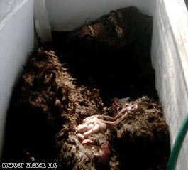 Bigfoot claim a fake, enthusiast says