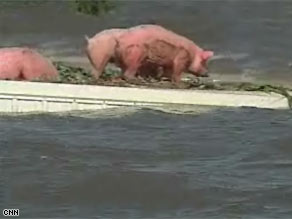 Pigs seek refuge from the floods on top of a farm building near Oakville, Illinois, on Wednesday.