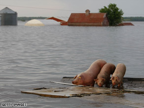 Three pigs stand stranded on the roof of a building Friday in Oakville, Iowa.