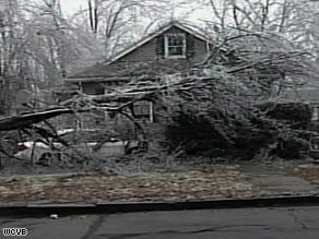 This week's ice storm felled many trees in Boston and elsewhere across Massachusetts.