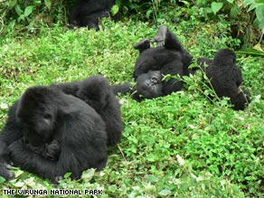 A baby rides her mother Karibu in Congo's Virunga Park, home to 200 of the world's 700 mountain gorillas.