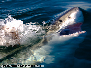 Great white sharks