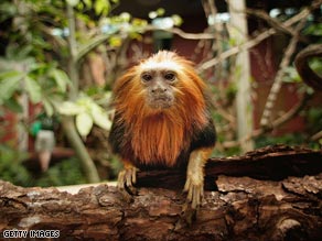 The golden-headed lion tamarin has been brought back from the edge of extinction.