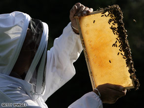 A British beekeeper checks up on one of his colonies. Bee populations fell by 30 percent last year.