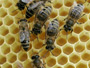 The buzz about bees