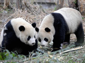 Tuan Tuan and Yuan Yuan rest at a giant panda research center in Sichuan province on Monday.