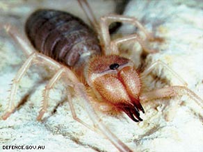 The camel spider's bite is not deadly to humans but can kill small animals.