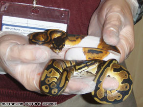When customs officials in Sydney scanned the parcel, they found five pythons and two venomous tarantulas.