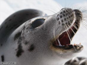 Harp seals are among the mammals under threat, according to the latest IUCN Red List.