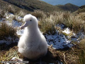 Idyllic Gough Island is an ideal home for both birds if it were not for the incomers.