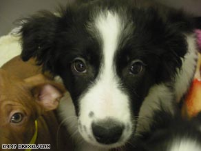 Syria the border collie: One of the animals awaiting new owners at at a dog re-homing center.
