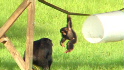 Chimp Retirement Homes
