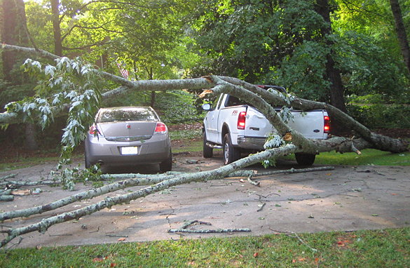 tree on cars