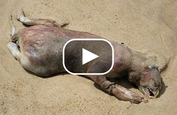 The Montauk Monster?