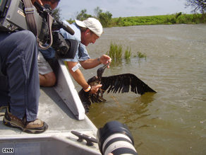 Plaquemines Parish's Coastal Management Director PJ Hahn cleaning the distressed bird.