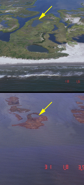 Northern Chandeleur Islands, 60 miles east of New Orleans: before and after Hurricane Katrina. Storm surge and large waves from Hurricane Katrina submerged the islands, stripped sand from the beaches, and eroded large sections of the marsh. Today, few recognizable landforms are left on the Chandeleur Island chain