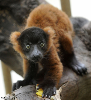 The Red Ruffed Lemur is a critically endangered species native to Madagascar.