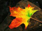 Odes to autumn