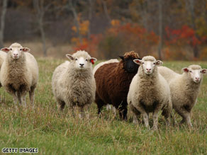 sheep