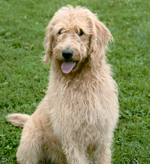Hail to the Chief...Labradoodle?