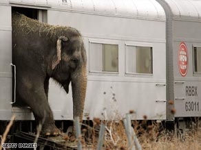 A Ringling Bros. circus elephant steps out of a train and onto a wooden ramp in this file photo.