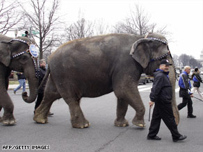 Ringling Bros. and Barnum & Bailey elephants pass the U.S. Capitol in a parade this week in Washington.