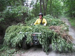 Most plants in Sequoia National Park had been harvested, a spokeswoman said.