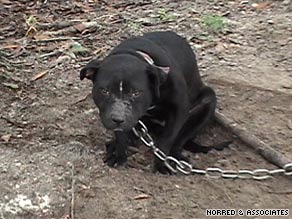 Authorities raided a residence in Laurens County, Georgia, and found dogs scarred and malnourished.