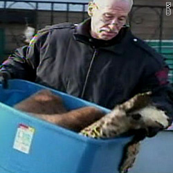 Group: Pa. home had 500 animals' remains