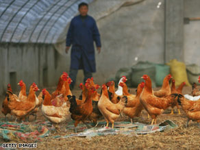 Human-to-human transmission of avian flu is rare, but in some cases, the virus has passed from poultry to humans.