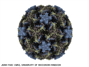 The common cold, also known as the human rhinovirus infection