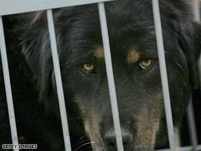 Rabies is a disease transmitted from animals with infected saliva to humans. 