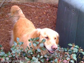 "When they said I could give him Benadryl, I was like, 'Really?' " said Buddy's owner, Jacqui Read.