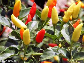 Chilies have been used for many millenia both for their medicinal benefits and exciting flavor.