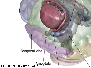 The amygdala helps individuals process faces and emotions.