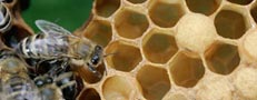 Honey 'can kill�superbugs'